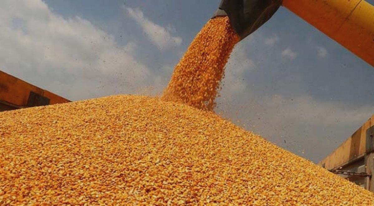 Mısır alım fiyatları ne kadar oldu? 2022 mısır alım fiyatları.. SDK Haber